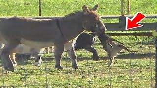 BURROS FURIOSOS  Burro contra león zorro y lobo Increíbles batallas de animales [upl. by Baron731]