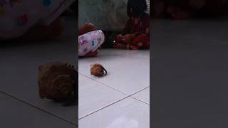 anak ini mau di makan kelomang menakutkan [upl. by Anilag]