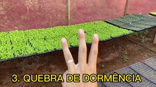 5 PASSOS IMPORTANTES PARA UMA BOA GERMINAÇÃO  Mudas de hortaliças [upl. by Grounds]