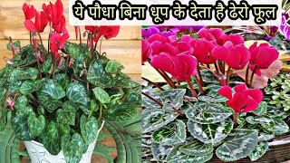 Cyclamen Plant Care Tipsबिना धूप के देगा ढेरो फूल ये पौधाBeautiful Winter Flower Cyclamen Plant [upl. by Moulton]