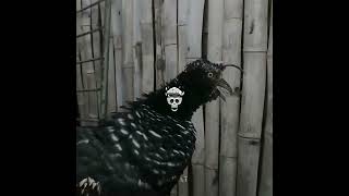 bird of prey scary sound☠️☠️ [upl. by Elsy462]