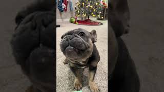 Advent calendar day 4 🦴 frenchie youtube dog dogsofyoutube youtubevideo [upl. by Carena]