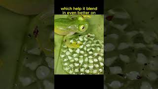 Glass Frogs Are SEE THROUGH🐸🐸👀animals animalfacts shorts [upl. by Nwahsirhc]