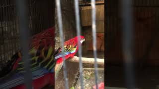 Rosella Parrot rosella zakirhussainshah youtubeshorts shortvideo [upl. by Nylasoj460]