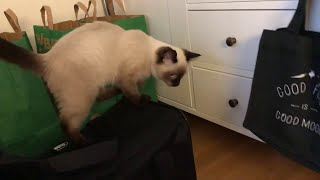 Siamese kitten meows so much First day in our home [upl. by Noid474]