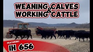 Weaning Calves and Working Cattle [upl. by Studnia]