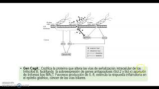 FSPTA 2024Parte 1 Mecanismos de virulencia Helicobacter Pylory [upl. by Oliy147]