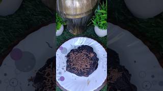 Trending recipe of Oreo Pancakes shorts oreo dessert chocolate pancake [upl. by Filmer336]