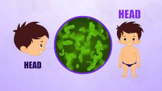 Head  Human Body Parts  Pre School  Animated Videos For Kids [upl. by Him941]