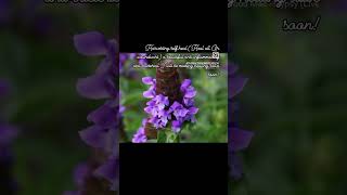 Harvesting prunella Vulgaris Self Heal Heal all carpenters herb or woundwort [upl. by Ailemac354]