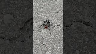 tarántula come una cucaracha 🪳😱 [upl. by Atinid]