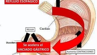 mecanismos de accion de procineticos y antiespasmodicos [upl. by Amaryl]