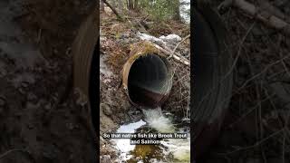 AMCs Fish Restoration Work in Maine [upl. by Ahtan507]