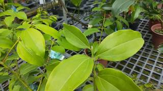 Cinnamomum cassiaCinnamon 阿里山土肉桂圖鑑 [upl. by Ititrefen341]