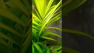 Chamadorea elegans plant ☘️gardenning naturelover ytshorts [upl. by Kearney86]