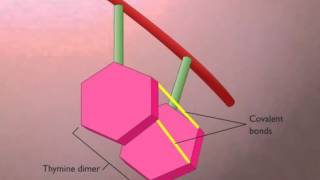 3 Thymine Dimers Formation and Repair [upl. by Toney]