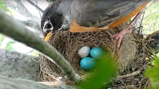 Brood parasitism American Robin rejects a Cowbird egg [upl. by Anelat]