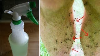 How to Make a Homemade Insecticide That Works 100 Natural [upl. by Holna]