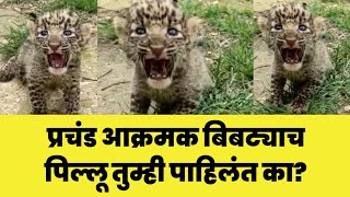 जुन्नर मध्ये आढळलं बिबट्याच प्रचंड आक्रमक पिल्लू  baby animals junnar  bibtya  बिबट्या [upl. by Asi]