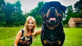 THE ROTTWEILER  FEROCIOUS GUARD DOG OR FAMILY PET [upl. by Terag]