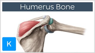 Humerus Bone  Anatomy Definition amp Function  Human Anatomy  Kenhub [upl. by Tertius209]