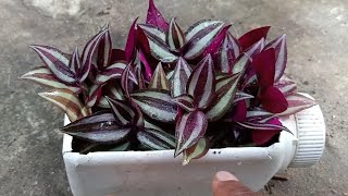 How To PropagateGrow Wandering JewTradescantia Zebrina Plant Using Stem Cutting [upl. by Peltz179]