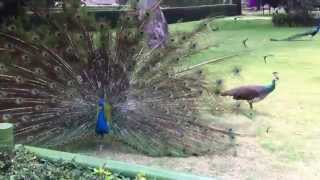 Peacock Mating Display [upl. by Benge]