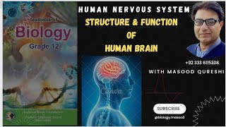 Human Brain  Structure amp Function  Bio Grade 12  Urdu Hindi English Federal KPK Pakistan 2024 [upl. by Janenna122]