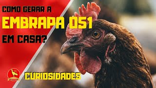 Como fazer cruzamento da EMBRAPA 051 em casa [upl. by Dessma353]