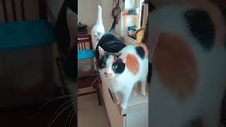 cat funny foryou funnycat cats pets catlover funnycats [upl. by Eduino]