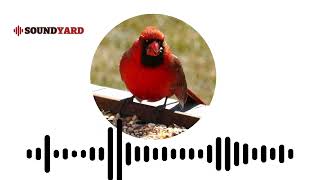 Northern Cardinal Call Sound Audiogram  Attract Cardinals to Your Yard with Bird Sounds [upl. by Akirrehs]