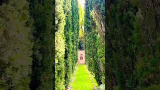 arborvitae treeline at the Italian village Germany [upl. by Tsenrae514]