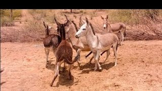 Donkey Mat Each Other  Enjoy their life donkey viralvideo youtube matingseason worldbreeding [upl. by Acisseg194]