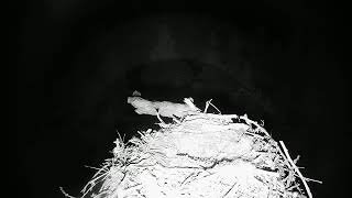 Live osprey nest camera at Loch of the Lowes Wildlife Reserve [upl. by Aihsemat]