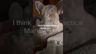 Add to 🐾❤️Reasons to Own a Frenchie❤️🐾 music song love frenchbulldog frenchie chie [upl. by Cho]