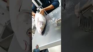 Deshi mrigel fish cutting skill expert fish cutter [upl. by Yaja295]