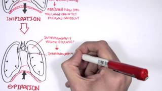 Mechanism of Breathing [upl. by Dedric]