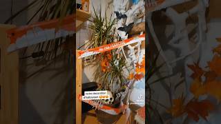 Ma deco dhalloween halloween decorations rat rats rongeurs animalcute animauxmignons automne [upl. by Albion433]