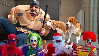 Funny Dogs SURPRISED with HALLOWEEN COSTUMES [upl. by Nat]