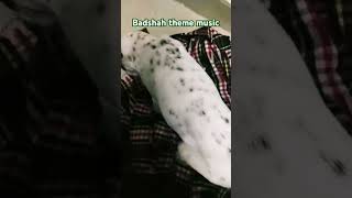 Dalmatian dog reacting for theme music youtubeshot funny comedy [upl. by Koo487]