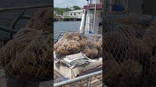 On the Anclote River Tarpon Springs Florida travel spongedocks tarponsprings [upl. by Trever]