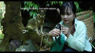 Into the forest to catch Huong frog a frog that is very good for the health of children and men [upl. by Dyke890]