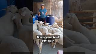 Domba cross texel buntingandombaternak sheep farm farming [upl. by Aemat]