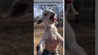 Baby Screaming Goat this goat is a screamer [upl. by Ferro]