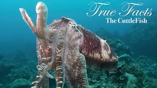 True Facts About The CuttleFish [upl. by Kolnos64]