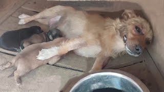 Mother Dog Got Poisoned But Spend Last Energy Lifting Her Head Beg To Save Her Puppies [upl. by Hobard]