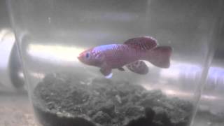 Breeding Killifish Nothobranchius Eggersi Red [upl. by Nylirrehs]