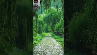 Rain  Nature  Jungle relaxing small nature relaxingsounds life smalls relaxingmusic [upl. by Ailaroc]