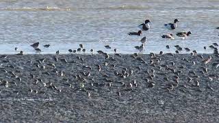 Waders on the tide line  Pegwell [upl. by Templia]