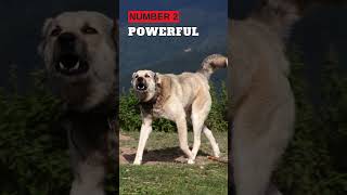 Why Kangal Dogs are the Best Dogs in the World  kangaldog bestdogsintheworld [upl. by Nerissa427]